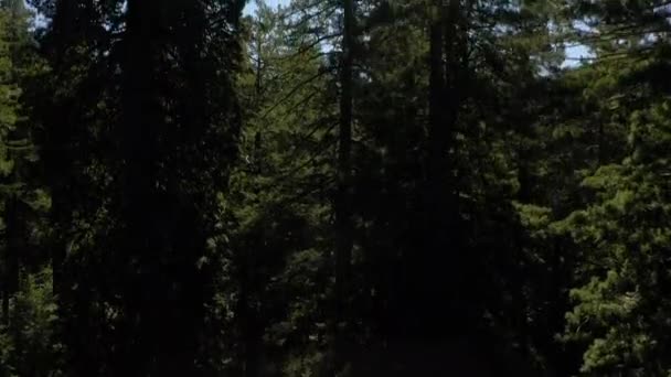 Drone ascendiendo en bosque de secuoyas costeras en California — Vídeos de Stock