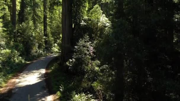 Drone stigende i Kystnære Redwood skov i Californien – Stock-video