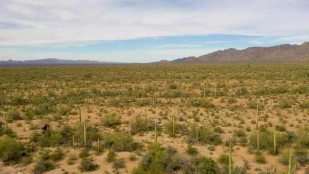 アリゾナ州ソノラ砂漠のサガロス上空を飛ぶドローン-ワイドショット — ストック動画
