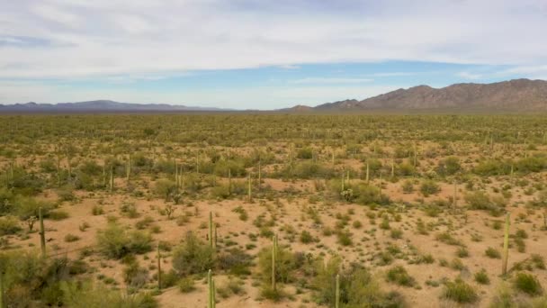 Krásný zelený Saguaros stojící vysoko v Sonorské poušti v Arizoně - letecký sestup — Stock video