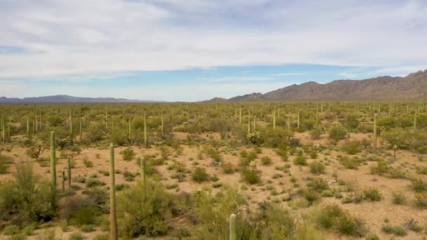 Drone volant à proximité de Saguaros dans le désert de Sonoran, Arizona- tir large — Video