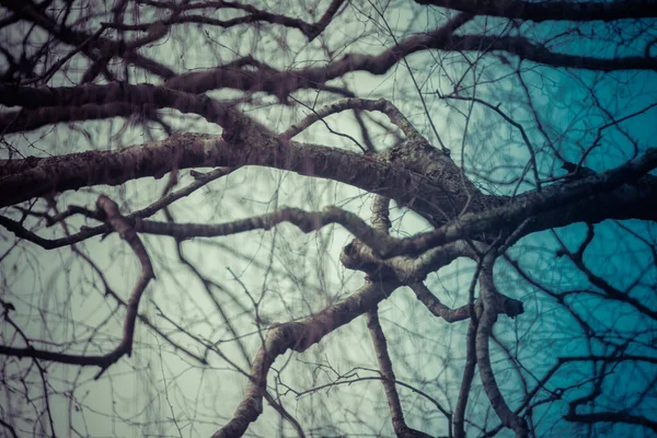 Resumo de ramos de árvore nua torcida no inverno, azul, marrom e whit cores — Fotografia de Stock