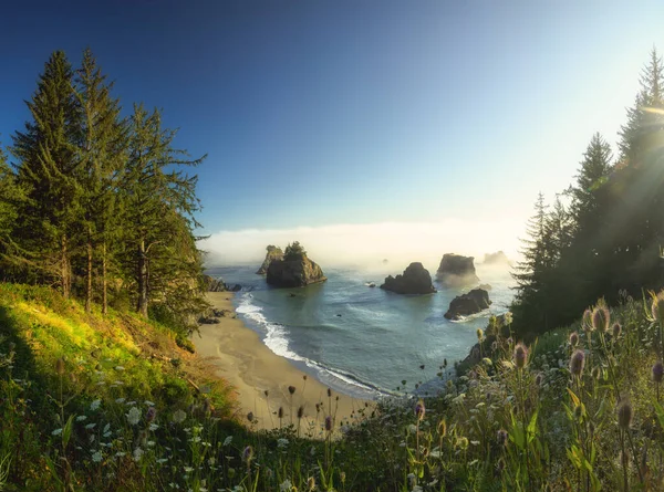 Mořské stohy a divoké květiny na pobřeží Oregonu s mlhou pokrývající oceán — Stock fotografie
