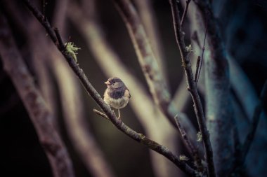 Küçük serçe ağaçta dallarla oturuyor..