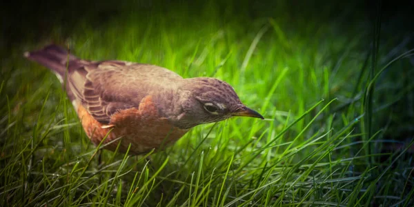 Schöner Vogel mit braunen Federn im hohen Gras — Stockfoto