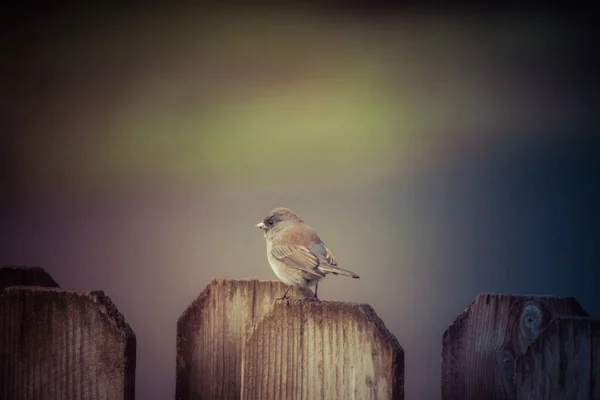 Sweet little bird sits on wooden fence — Stock Photo, Image