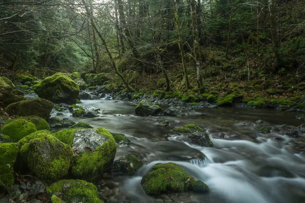 Fiume in Oregon con rocce muschiate circondate dalla foresta. Lunga esposizione — Foto Stock