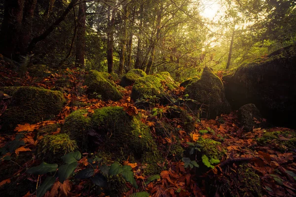 Fall season in Oregon. Orange colored leaves on rocks in river. — Stock Photo, Image