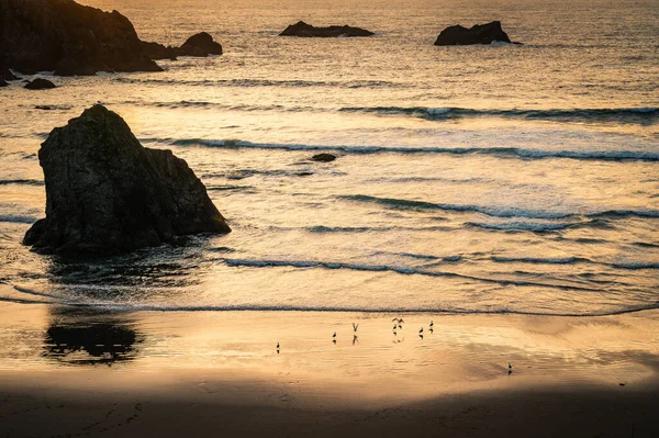 Hermosa escena de atardecer costero en Oregon con gaviotas en la playa — Foto de Stock