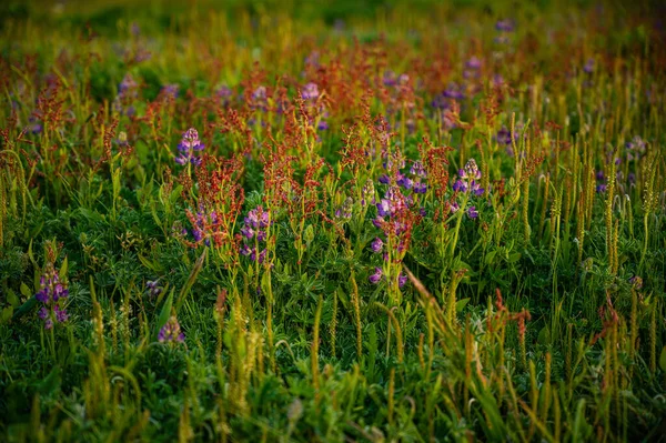 鮮やかな緑の草の中に咲くカラフルな野の花 — ストック写真