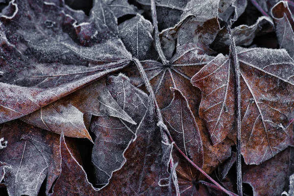 Primer plano de las hojas de arce congeladas en invierno con heladas —  Fotos de Stock