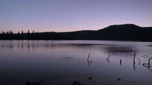 In den See geworfenes Gestein erzeugt Wellen. Bäuerliches Waldgebiet bei Sonnenuntergang zur blauen Stunde. — Stockvideo