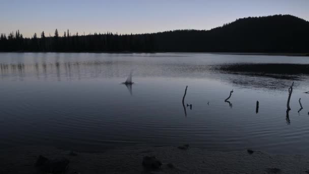 Árboles siluetas reflejan en el lago de cristal durante el amanecer. — Vídeo de stock