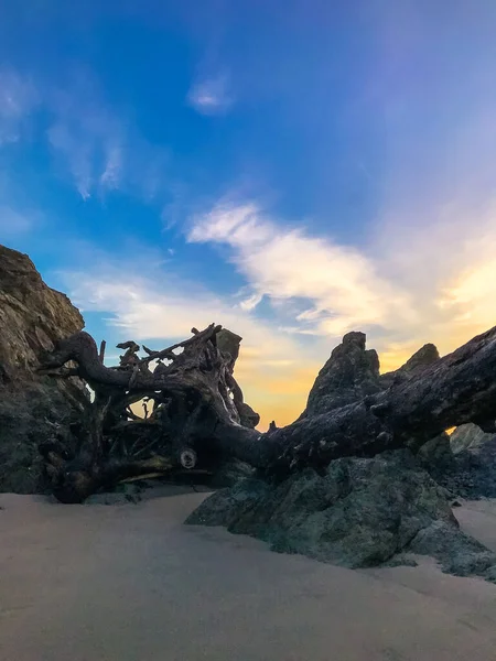 일출 시의 커다란 바위들 사이 해변에 있는 나무, 수직 사진. — 스톡 사진