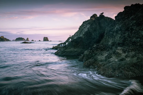 Racci sedí na skále v oceánu během krásného západu slunce — Stock fotografie