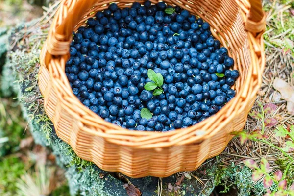 Fresh wild blueberries in a wicker basket in the summer forest. Selective focus
