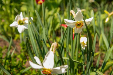 Bahçede beyaz nergisler yetişir. Bahar çiçekleri.