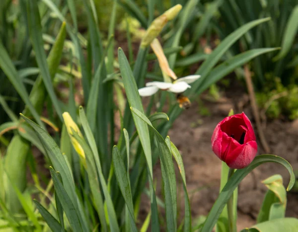 Tulipas vermelhas no jardim em um fundo verde . — Fotografia de Stock