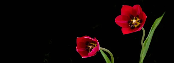 Lindas tulipas vermelhas em um fundo preto. Tulipa no escuro . — Fotografia de Stock