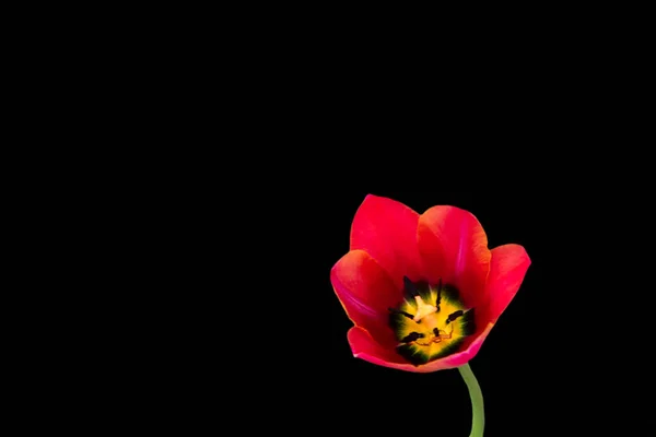 Lindas tulipas vermelhas em um fundo preto. Tulipa no escuro . — Fotografia de Stock