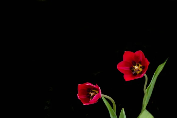 Lindas tulipas vermelhas em um fundo preto. Tulipa no escuro . — Fotografia de Stock