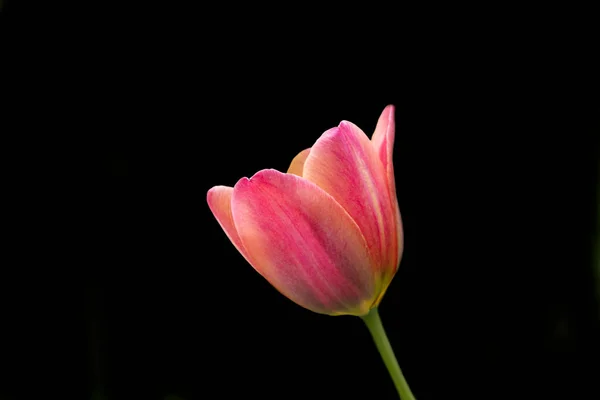 Beautiful red tulips on a black background. Tulip in the dark. — Stock Photo, Image