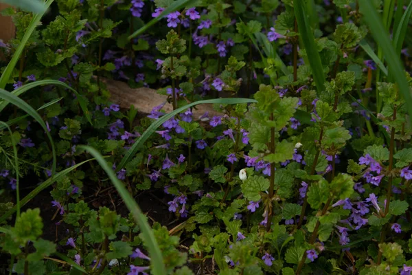 Melittis melissophyllum is een plant uit de familie van de bloeiende planten (Melittidae).. Rechtenvrije Stockafbeeldingen