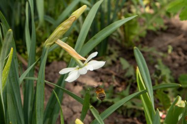 Beyaz nergis ve yaban arısı. Çiçeklerin tozlaşması.