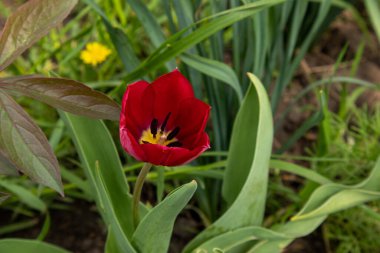 Bahçedeki kırmızı laleler yeşil arka planda..