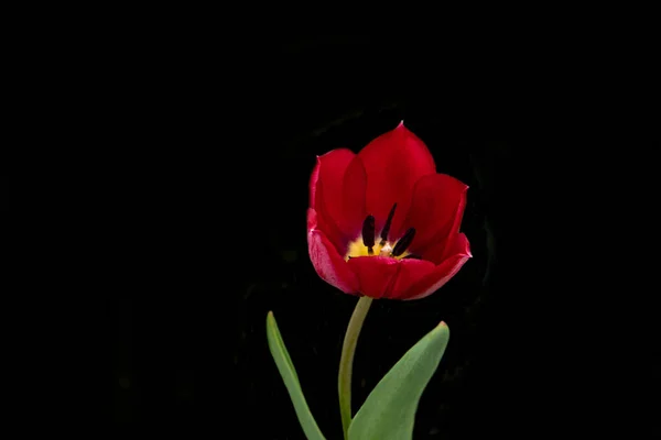 Lindas tulipas vermelhas em um fundo preto. Tulipa no escuro . — Fotografia de Stock