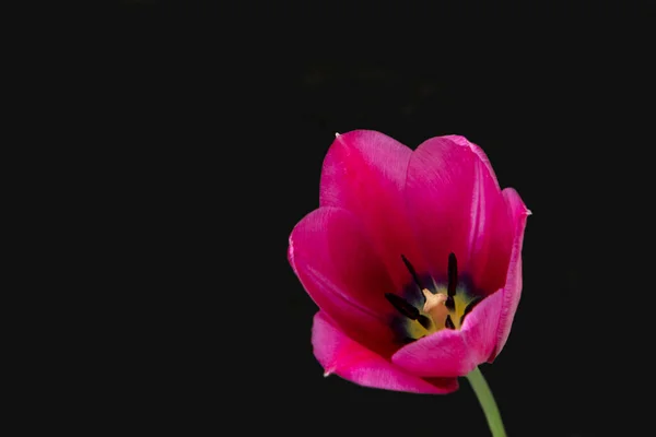 Hermosos tulipanes rojos sobre un fondo negro. Tulipán en la oscuridad . — Foto de Stock