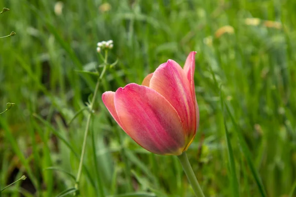 Tulipes rouges dans le jardin sur fond vert . — Photo