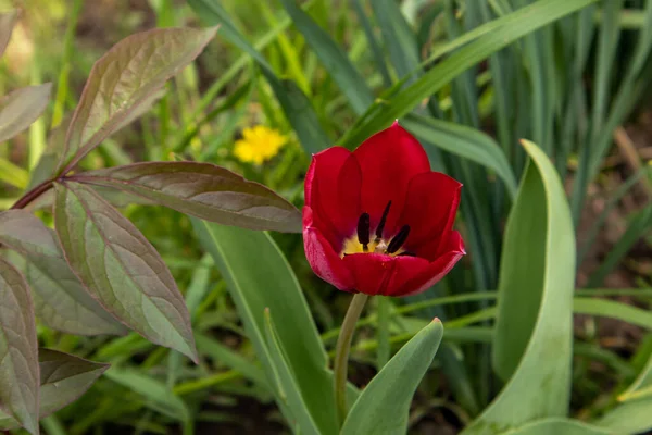 Tulipes rouges dans le jardin sur fond vert . — Photo