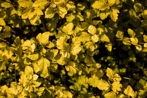 Żółte zielone liście na tle gałęzi. — Zdjęcie stockowe