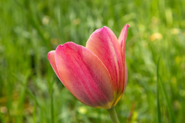 Tulipas vermelhas no jardim em um fundo verde . — Fotografia de Stock