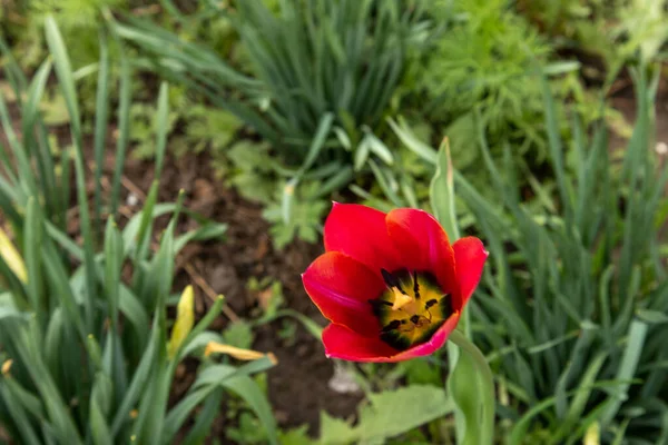 Tulipas vermelhas no jardim em um fundo verde . — Fotografia de Stock