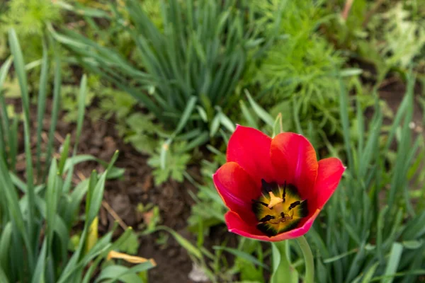 Tulipas vermelhas no jardim em um fundo verde . — Fotografia de Stock