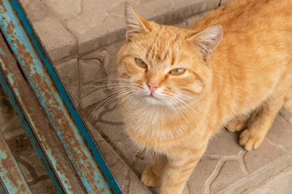 Straat rode kat loopt langs de trappen van de trap. Stockafbeelding