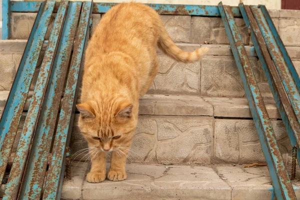 Rua gato vermelho caminha ao longo dos degraus da escada . — Fotografia de Stock