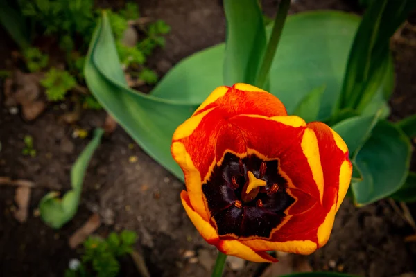 Tulipa terry vermelho com muscari no fundo . — Fotografia de Stock