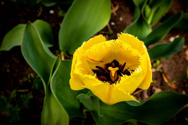 Tulipe jaune sur fond de plantes vertes. Les tulipes fleurissent dans le jardin . — Photo