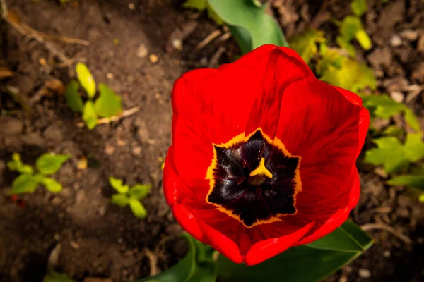 Tulipa terry vermelho com muscari no fundo . — Fotografia de Stock