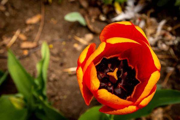 Tulipe éponge rouge avec muscari en arrière-plan . — Photo