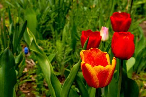 Tulipas vermelhas no jardim em um fundo verde . — Fotografia de Stock