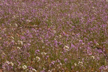 Tarlada mor yabani çiçekler, çiçekli arka plan..