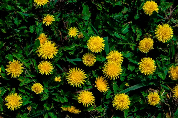 Одуванчик. Одуванчик цветет в зеленой траве на поле . — стоковое фото