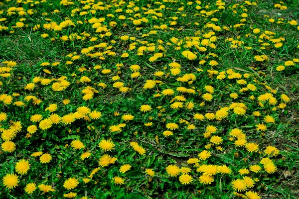 Champ de pissenlit. Le pissenlit fleurit dans l'herbe verte sur le champ . — Photo