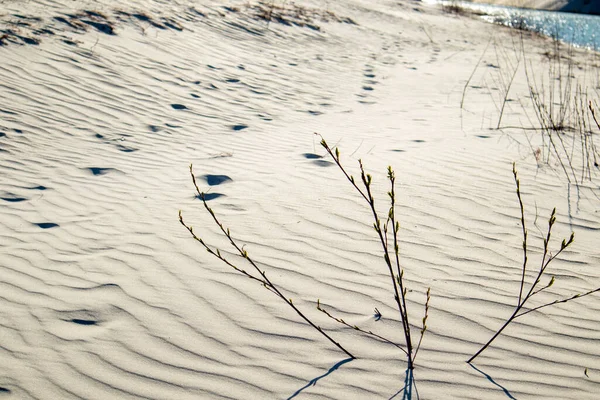 Stopy v písku v poušti. Cesta k oáze. Royalty Free Stock Obrázky