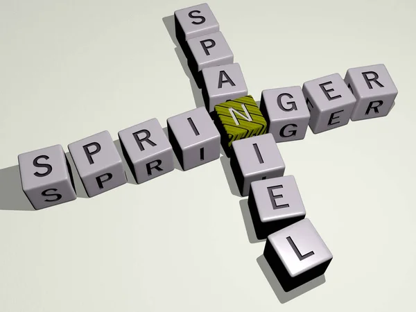 Springer Spaniel Crucigrama Por Letras Dados Cúbicos Ilustración Para Perro —  Fotos de Stock