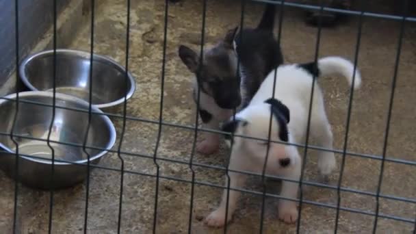 Refugio Para Perros Con Animales Callejeros Cachorros Perros — Vídeo de stock